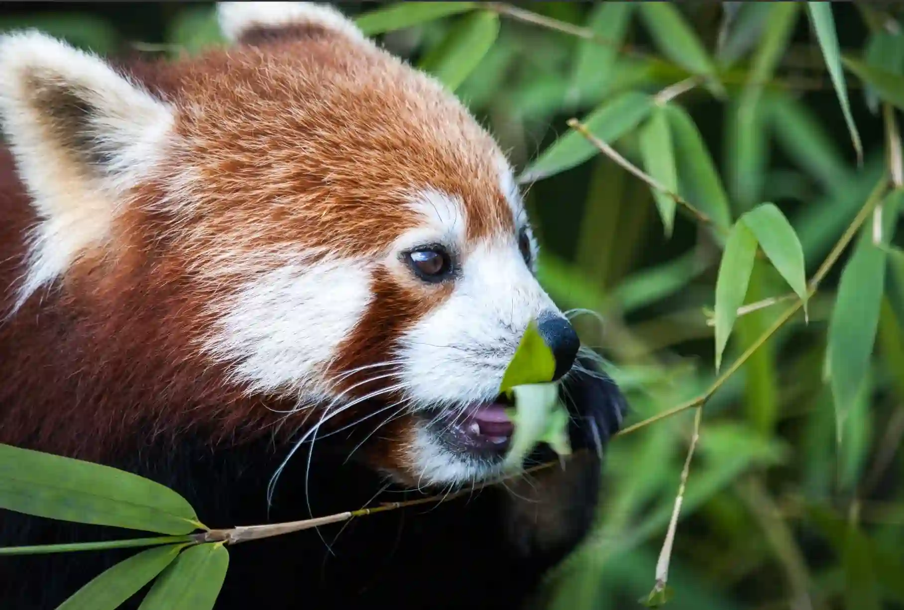 Red panda photograph for JPEG compression